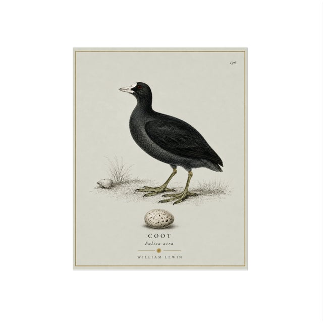 William Lewin 1789 Waterbirds Fine Art Gallery Board Print - The Coot For Sale - Image 11 of 12