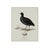 William Lewin 1789 Waterbirds Fine Art Gallery Board Print - The Coot For Sale - Image 11 of 12