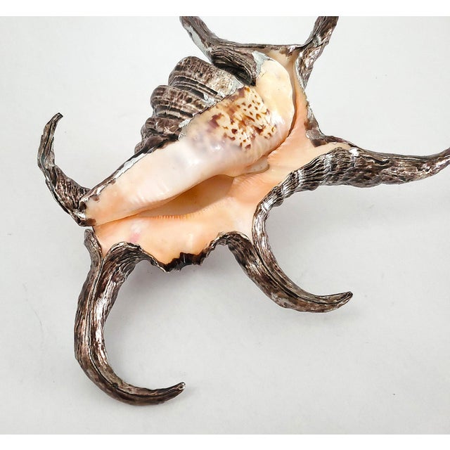 Silver Silver Dipped Spider Conch Seashell Shell Sculpture For Sale - Image 8 of 11