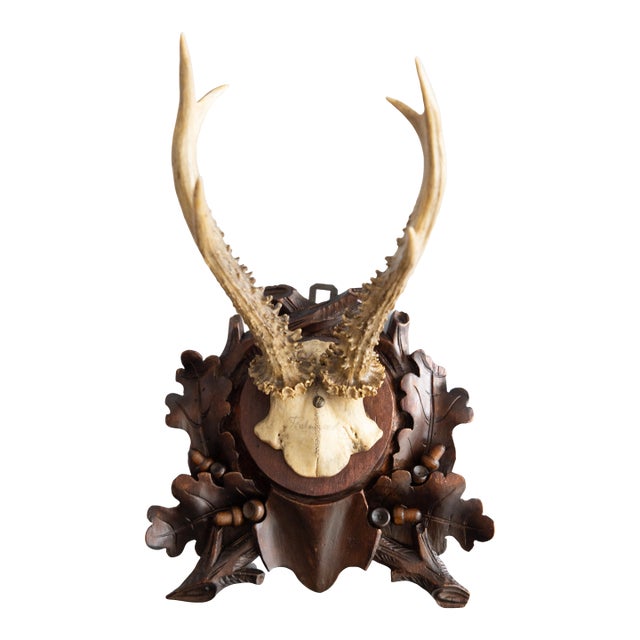Antique Black Forest Roe Deer Antlers Hunting Trophy Mount For Sale