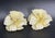 Art Nouveau 1950s Austria Pale Yellow Frosted Flower and Crystal Earrings, Pair For Sale - Image 3 of 8