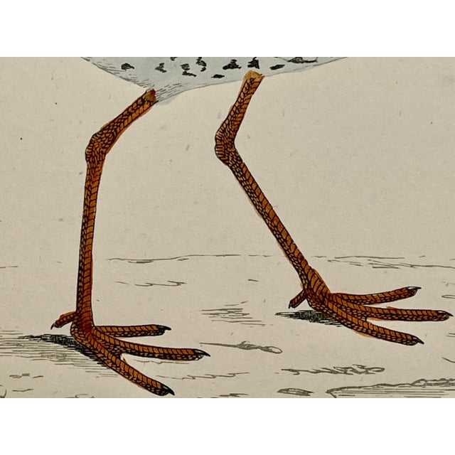 Cream Antique Bird Print From England Showcasing a Red Shank - Circa 1880 For Sale - Image 8 of 11