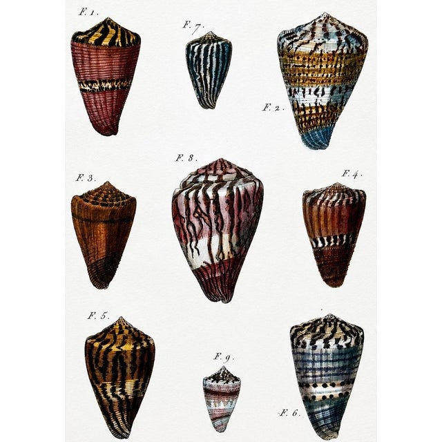 Original hand colored copper engraving from the "Histoire Naturelle", a major 18th-century scientific encyclopedia. It...