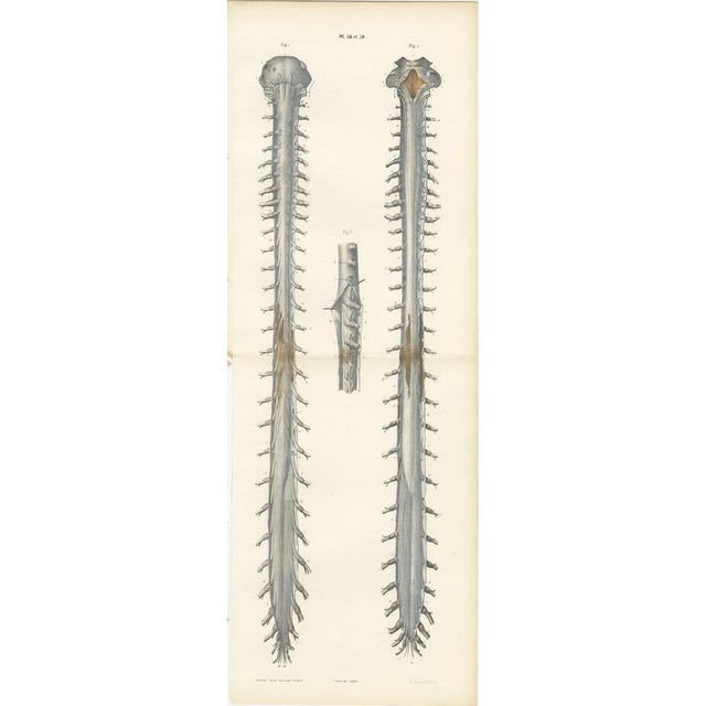 Hirschfeld and Leveille, Spinal Nerve Roots Along the Whole Cord, Hirschfeld Double Folding Plate, 1866, Paper For Sale - Image 12 of 12