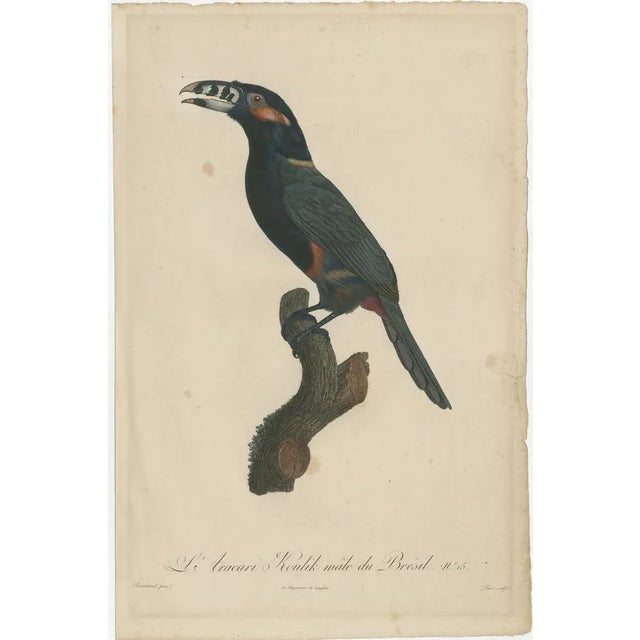 Toucan, 1806, Hand-Colored Print For Sale - Image 4 of 6