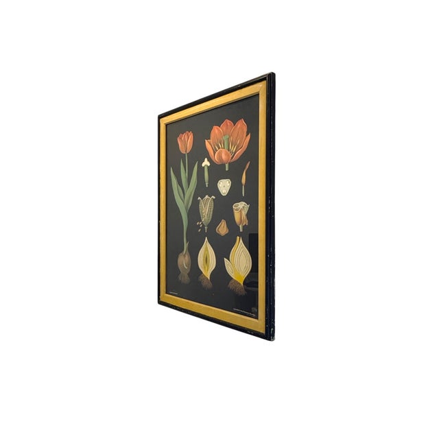 Large-scale botanical teaching chart depicting the tulip, published by Lehrmittelverlag Hagemann, Düsseldorf and printed...