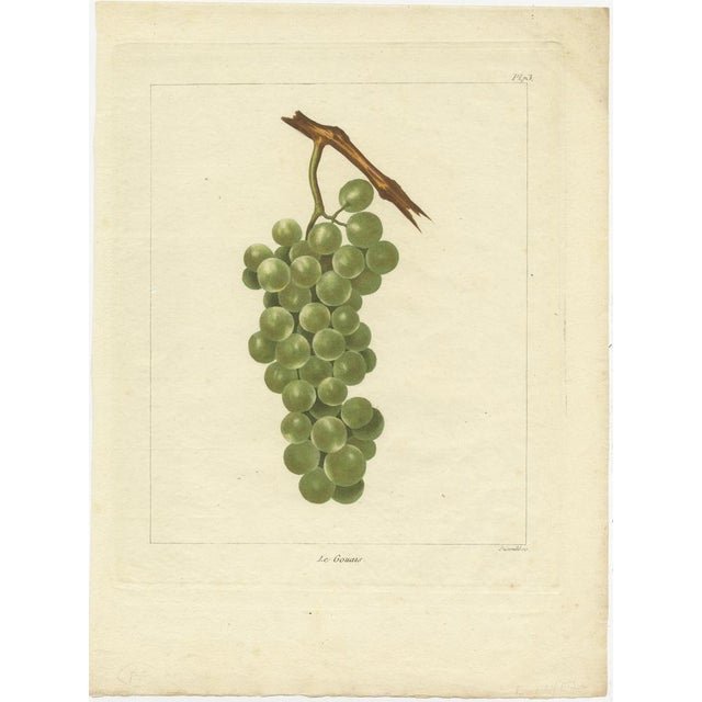 Louis-Claude Noisette, Various Green / White Grape Varieties, 1821, Prints, Set of 3 For Sale - Image 3 of 7