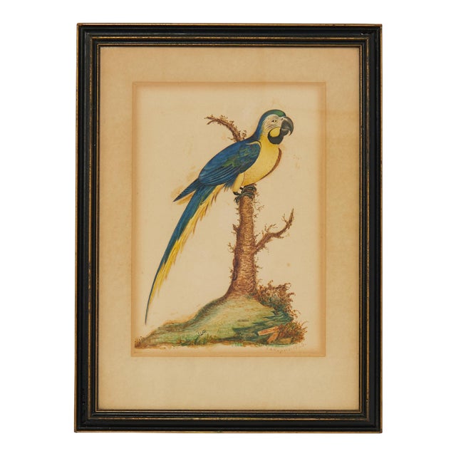 Framed Antique Watercolor of a Parrot For Sale