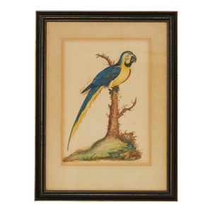 Framed Antique Watercolor of a Parrot