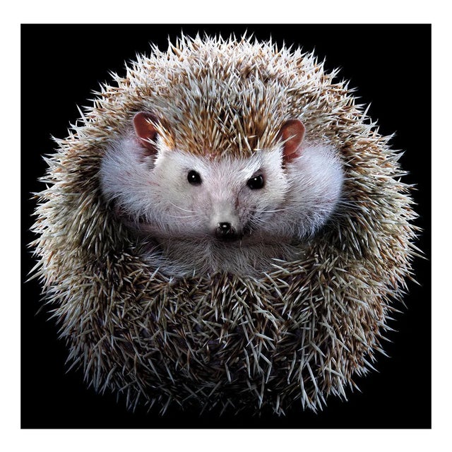 Tim Platt, Hedgehog #1, 2017, Archival Pigment Print For Sale