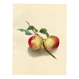 Louisa Hare, A Pair of English Apples, 1832, Watercolour For Sale
