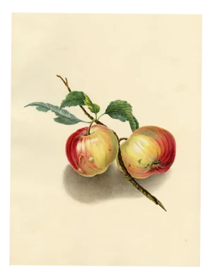 Louisa Hare, A Pair of English Apples, 1832, Watercolour