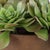 Metal Sable Succulent Accent In Pot For Sale - Image 7 of 7