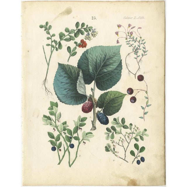 Dr. Calwer, Currants and Wild Berries, 1854, Chromolithographs on Paper For Sale - Image 4 of 9
