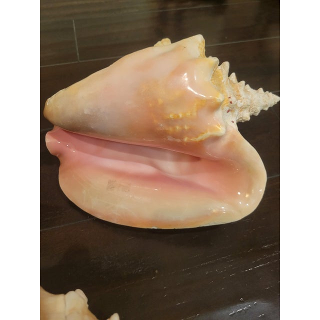 Vintage Large Coastal Genuine Natural Conch Sea Shells- Set of 6 For Sale - Image 9 of 16