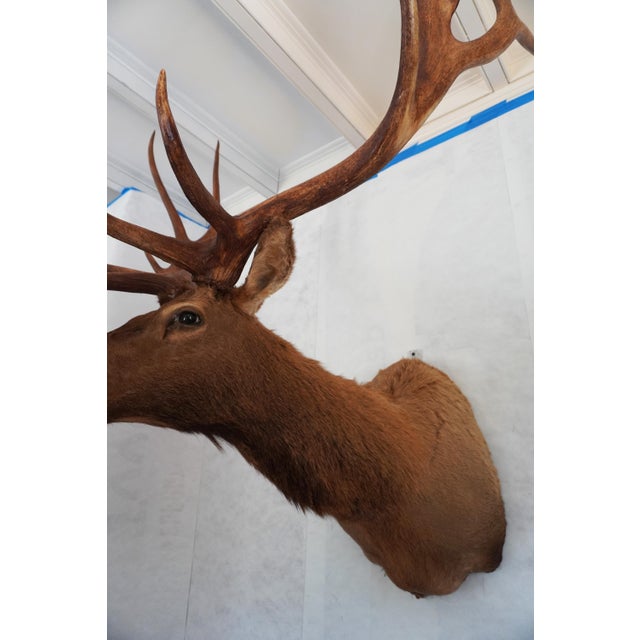 Elk 13 Point Mount Head and Bust For Sale - Image 4 of 18