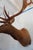 Elk 13 Point Mount Head and Bust For Sale - Image 4 of 18