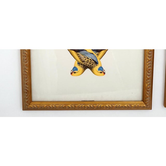 Sky Blue Prints Parrots - A Pair For Sale - Image 8 of 8