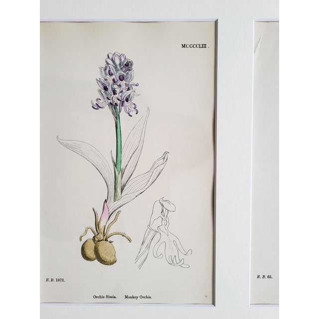 Orchids, 19th Century, Hand Coloured Print Montage For Sale - Image 16 of 18