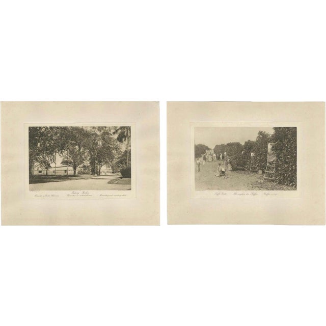 Coffee Fermentation Sheds and Harvest, 1890s, Paper, Set of 2 For Sale