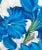 Contemporary Blue Daffodils, Original Floral Summer Oil Painting by Kathleen Ney, Blue and White For Sale - Image 3 of 4