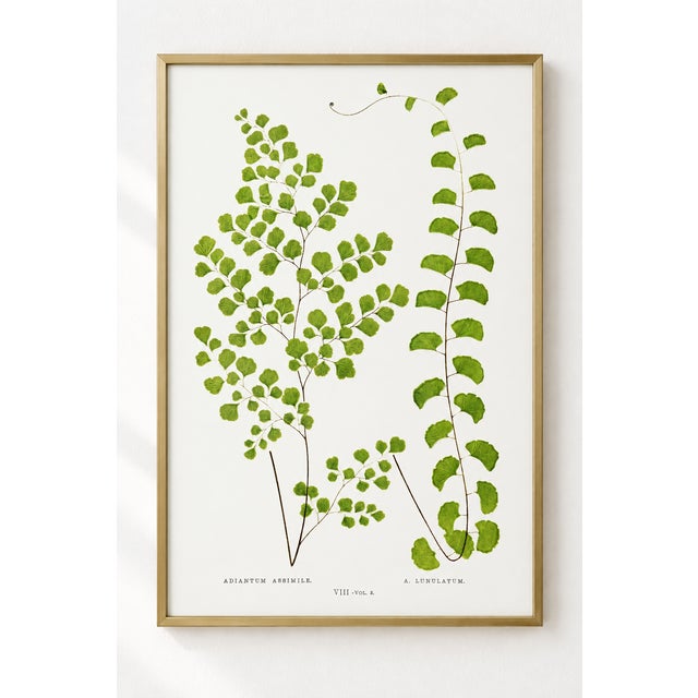 Fan-shaped green leaflets and slender brown stems form two contrasting fern studies in this maidenhair fern art print. A...