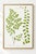 Fan-shaped green leaflets and slender brown stems form two contrasting fern studies in this maidenhair fern art print. A...