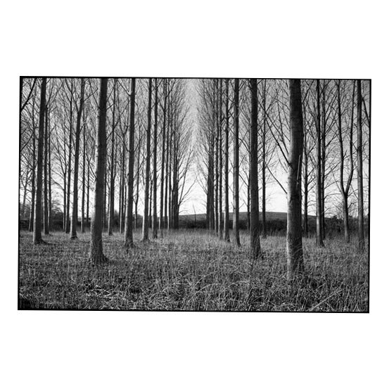 Paul Cooklin, Treeline, Silver Gelatin Photograph, Limited Edition of 10 For Sale