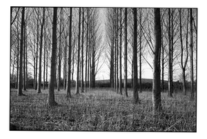 Paul Cooklin, Treeline, Silver Gelatin Photograph, Limited Edition of 10