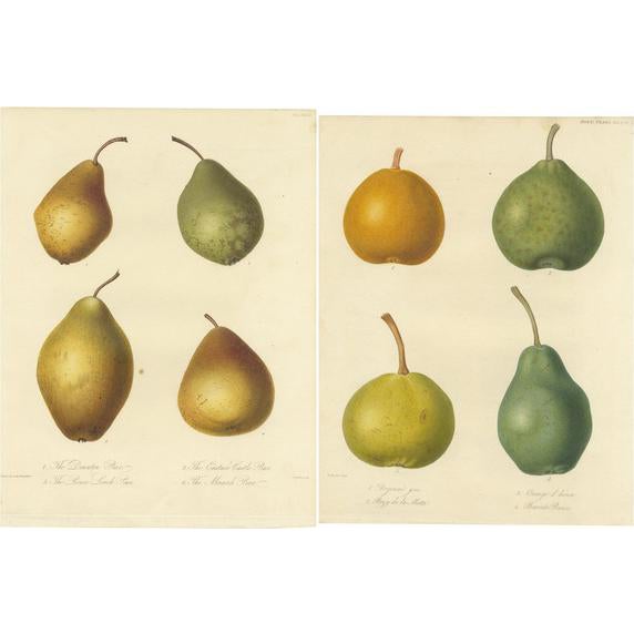 Downton Pear and Monarch Pear and Others, Paper, Set of 2 For Sale
