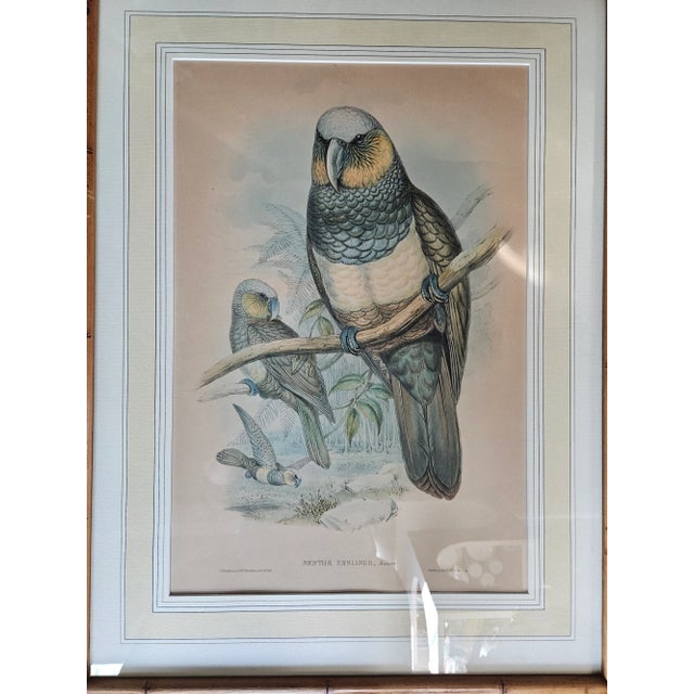 Paper Three Hand Colored J Gould Bird Prints For Sale - Image 7 of 11