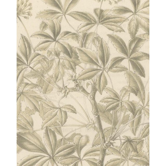 J. Gaÿkema, Aralia Pentaphylla Shrub with Flower and Fruit Details, 1858, Lithograph For Sale - Image 4 of 9