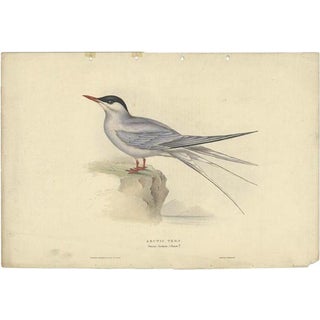 Gould, Print of the Arctic Tern, 1832, Paper For Sale