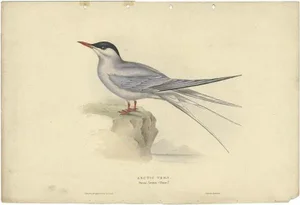 Gould, Print of the Arctic Tern, 1832, Paper