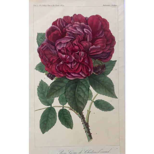 Illustration Antique French Botanical Print of a Rose For Sale - Image 3 of 6