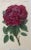 Illustration Antique French Botanical Print of a Rose For Sale - Image 3 of 6