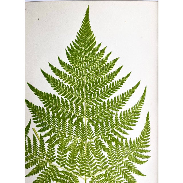 Mid 19th Century Antique Botanical Lithograph of a Fern Print by Edward J. Lowe London c.1867. For Sale - Image 5 of 5