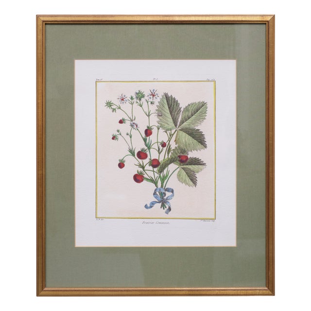 Elisabeth Haussard, Plant Illustrations, 1780, Engravings, Framed, Set of 2 For Sale