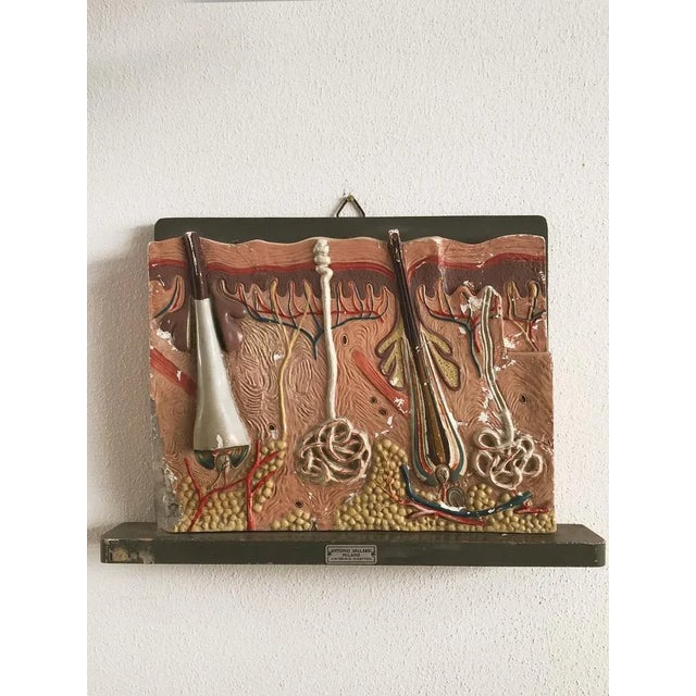 Italian Anatomical Panel, 1950s For Sale - Image 6 of 6