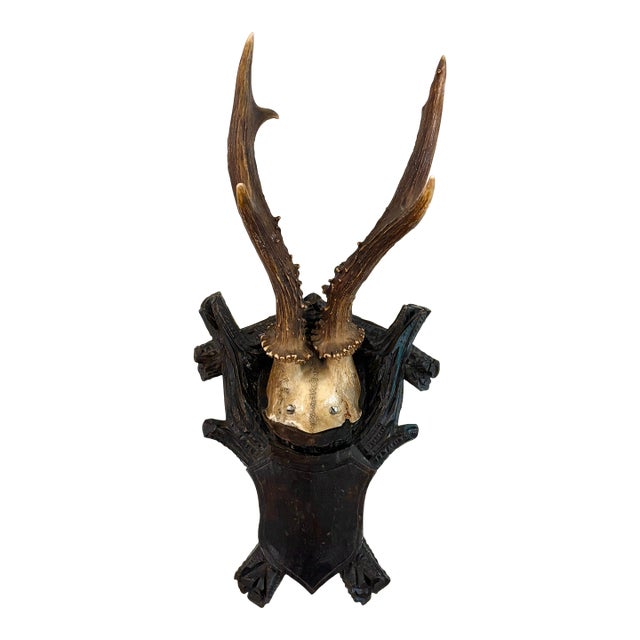 Antique Black Forest Roe Deer Trophy Antler Mount For Sale