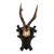Antique Black Forest Roe Deer Trophy Antler Mount For Sale