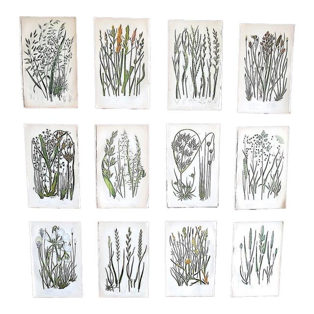 Antique 19th Century Botanical Lithographs - Set of 12 For Sale