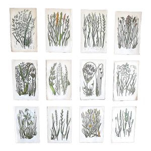 Antique 19th Century Botanical Lithographs - Set of 12