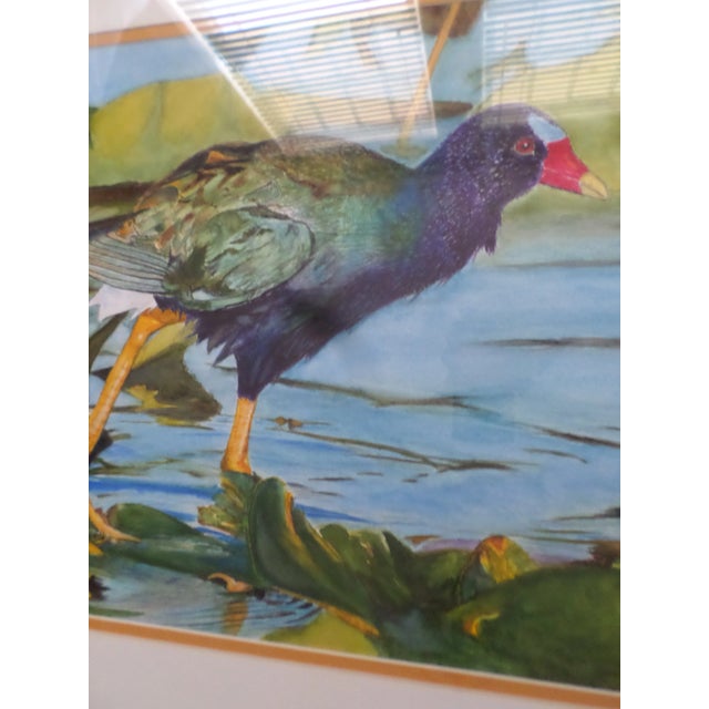1970s "Purple Gallinule Bird in Pond" Watercolor Painting, Framed For Sale - Image 12 of 13