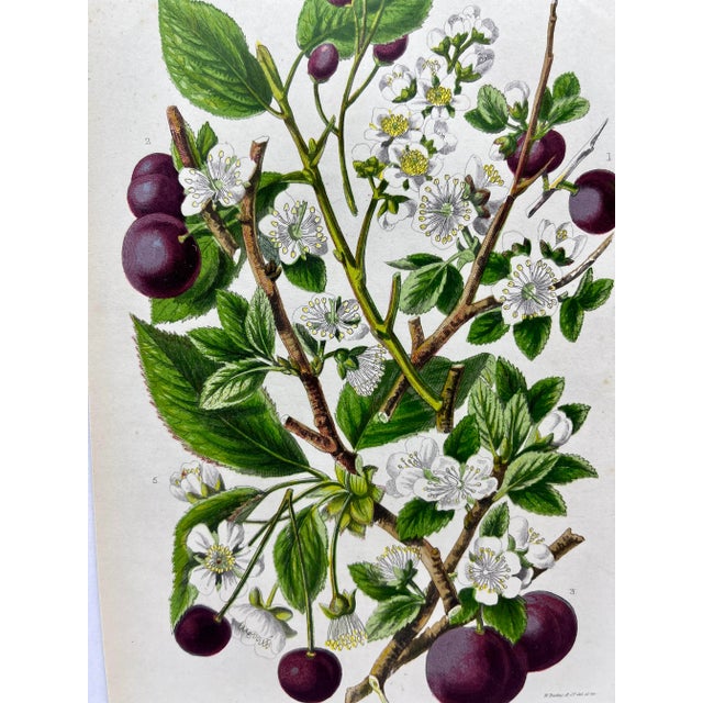 Antique W. Dickes & Co. Botanical Print From England Showcasing Varieties of Sloe, Plum, Cherry and Bullace Fruit - Circa 1870 For Sale - Image 10 of 12