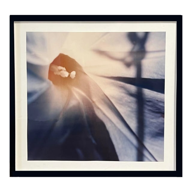 1970s Morning Glory Photography Series 6 of 7 For Sale