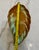 Mid 20th Century Frankoma Prairie Green Pottery Footed Leaf Dishes #225 - Pair For Sale - Image 10 of 10
