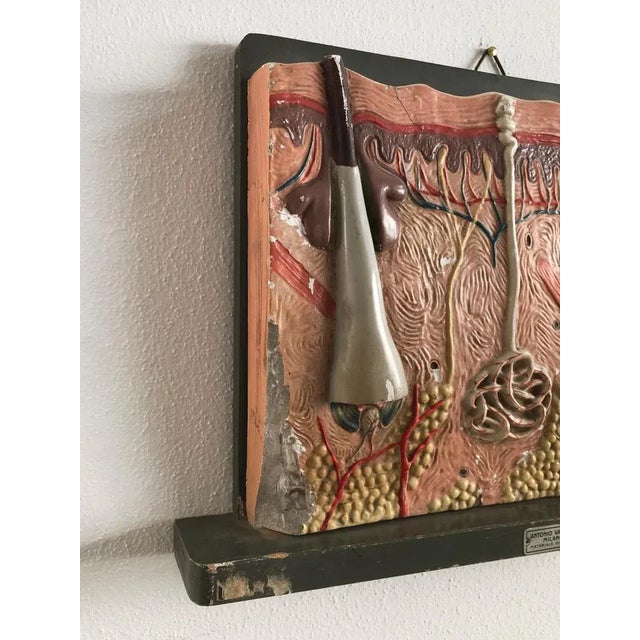 Mid-Century Modern Italian Anatomical Panel, 1950s For Sale - Image 3 of 6