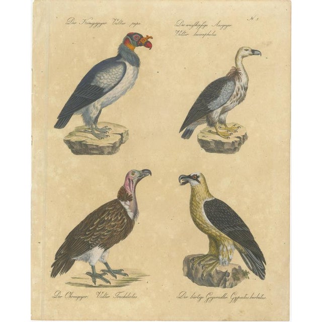 Karl Joseph Brodtmann, King Vulture, Griffon Vulture & Bearded Vulture, 1816, Lithograph For Sale - Image 3 of 9