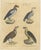 Karl Joseph Brodtmann, King Vulture, Griffon Vulture & Bearded Vulture, 1816, Lithograph For Sale - Image 3 of 9